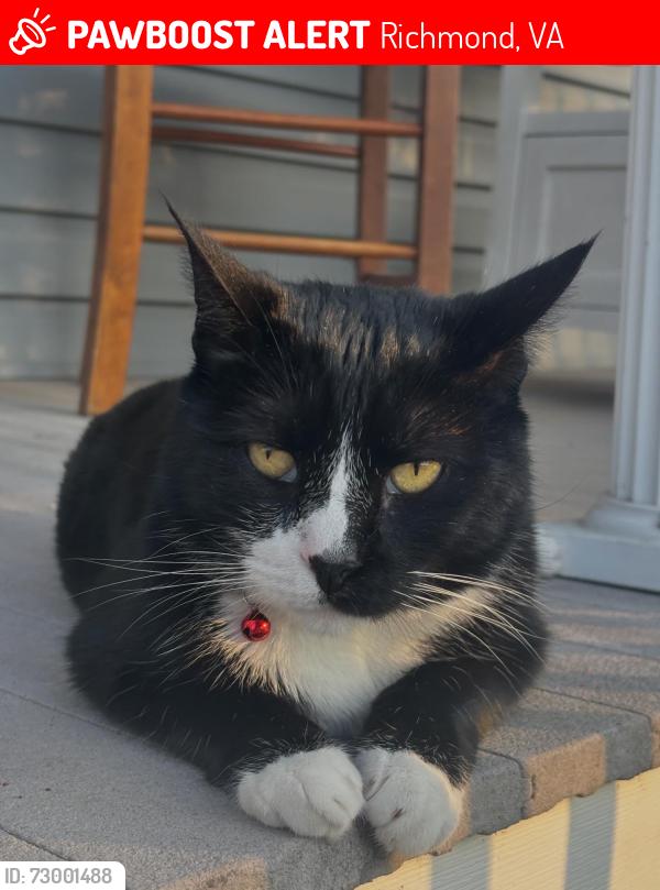 Lost Male Cat last seen Randolph and Winder, Richmond, VA 23220