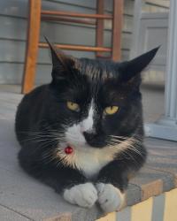 Lost Male Cat last seen Randolph and Winder, Richmond, VA 23220