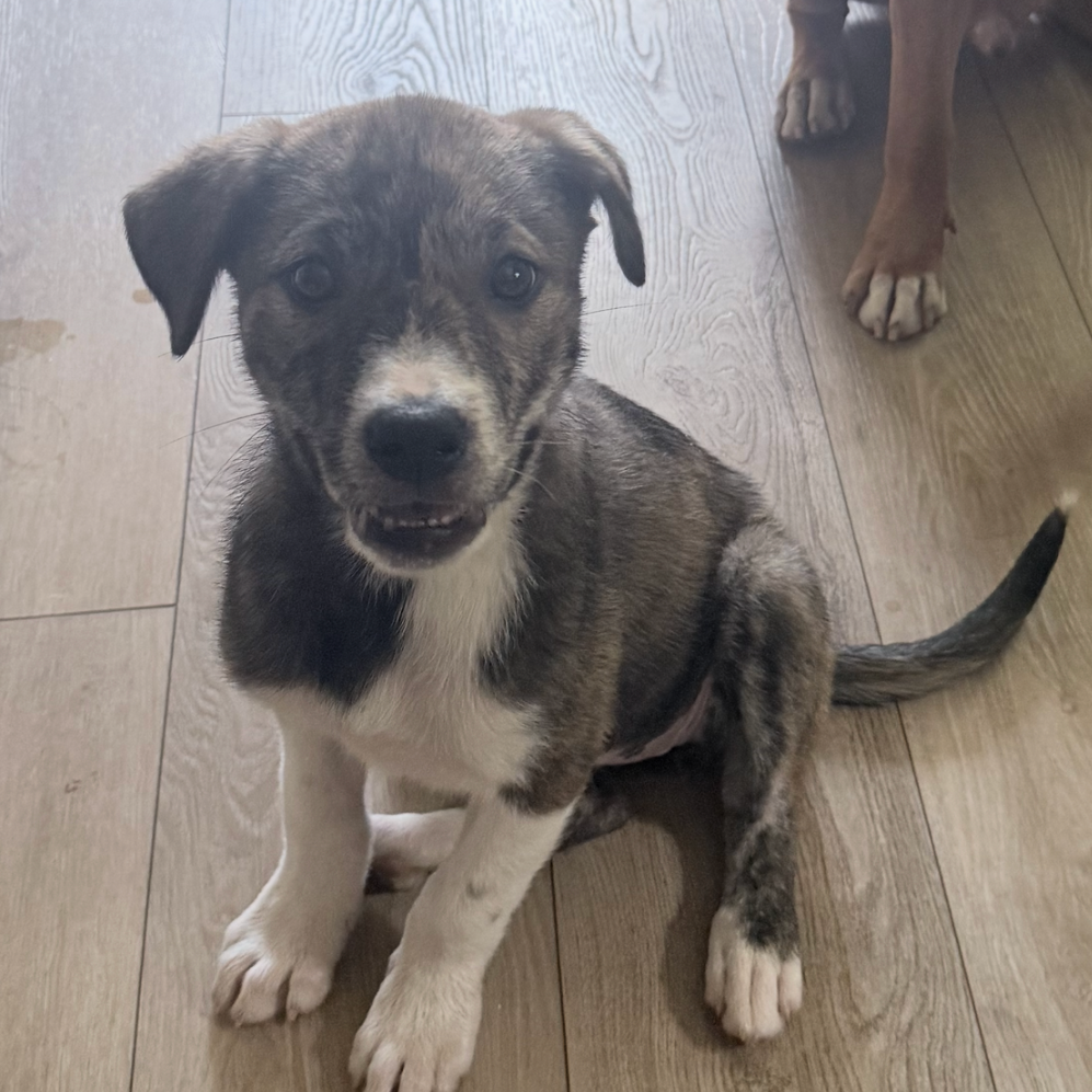 Shelter Stray Female Dog last seen , 980 Guilford College Rd, Greensboro, NC 27409, USA