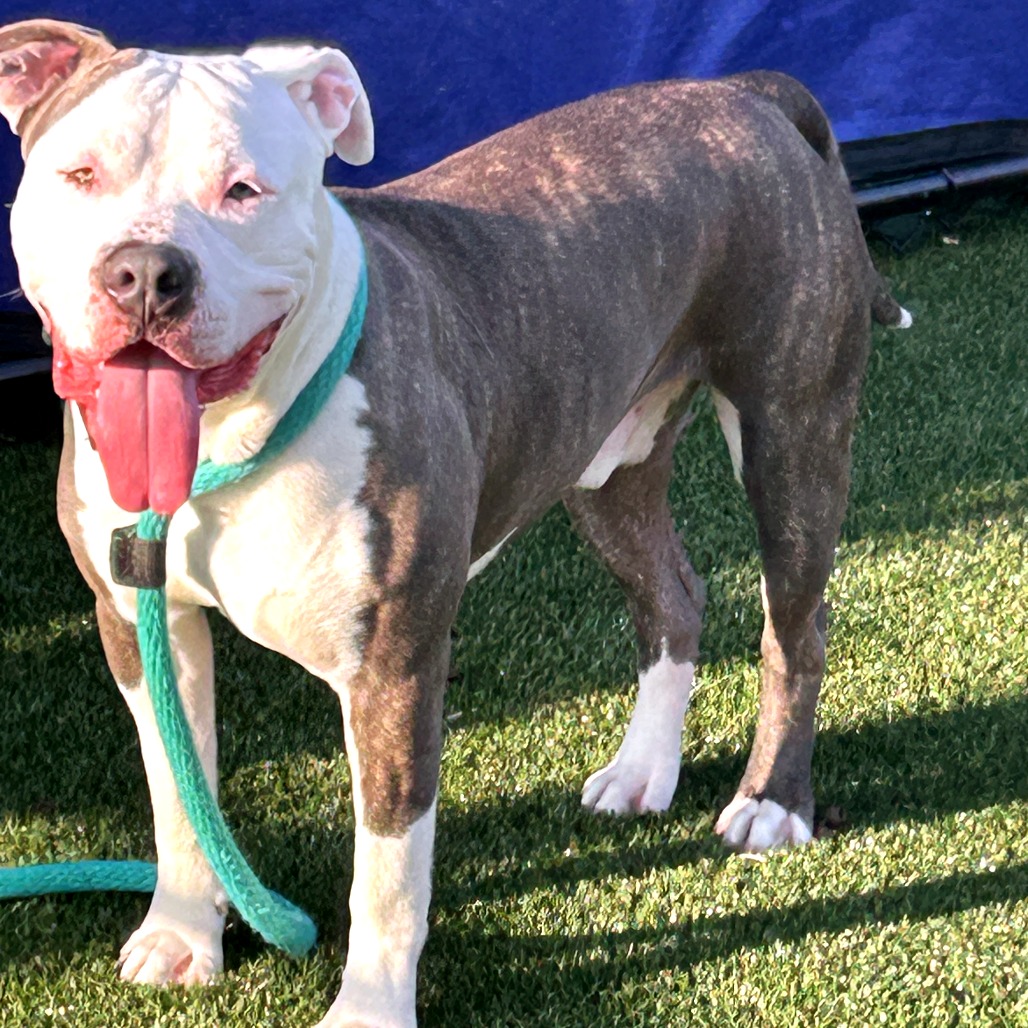 Shelter Stray Male Dog last seen , Animal Care & Control Team of Philly, 111 W Hunting Park Ave, Philadelphia, PA 19140, USA