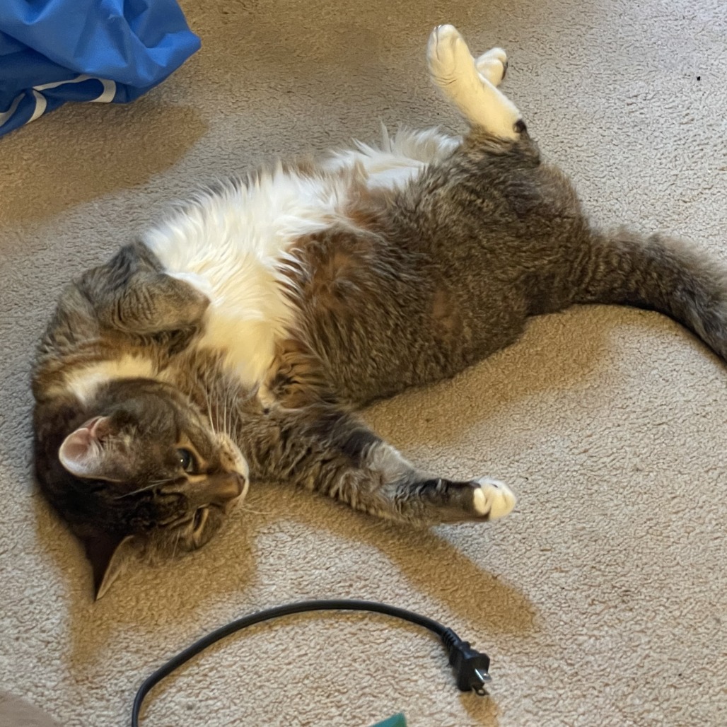 Shelter Stray Female Cat last seen , Animal Care & Control Team of Philly, 111 W Hunting Park Ave, Philadelphia, PA 19140, USA