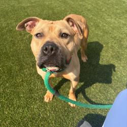 Shelter Stray Female Dog last seen , Animal Care & Control Team of Philly, 111 W Hunting Park Ave, Philadelphia, PA 19140, USA