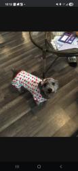 Lost Female Dog last seen Rodney street and chelten ave, Philadelphia, PA 19138