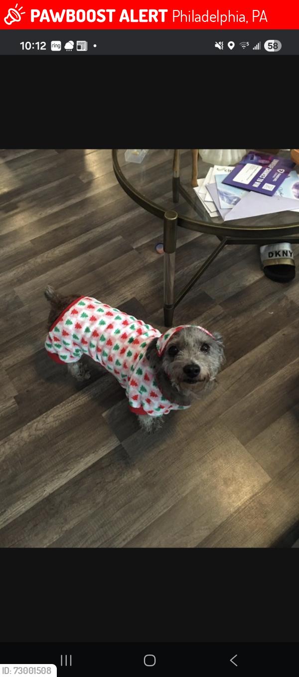 Lost Female Dog last seen Rodney street and chelten ave, Philadelphia, PA 19138
