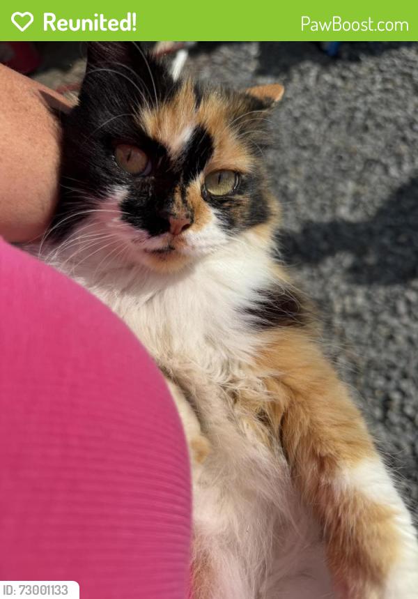 Reunited Female Cat last seen Bulldog Miller Rd, Jonesborough, TN 37659