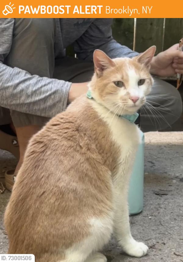 Found/Stray Male Cat last seen sunset park, Brooklyn, NY 11232