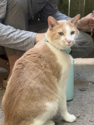 Found/Stray Male Cat last seen sunset park, Brooklyn, NY 11232