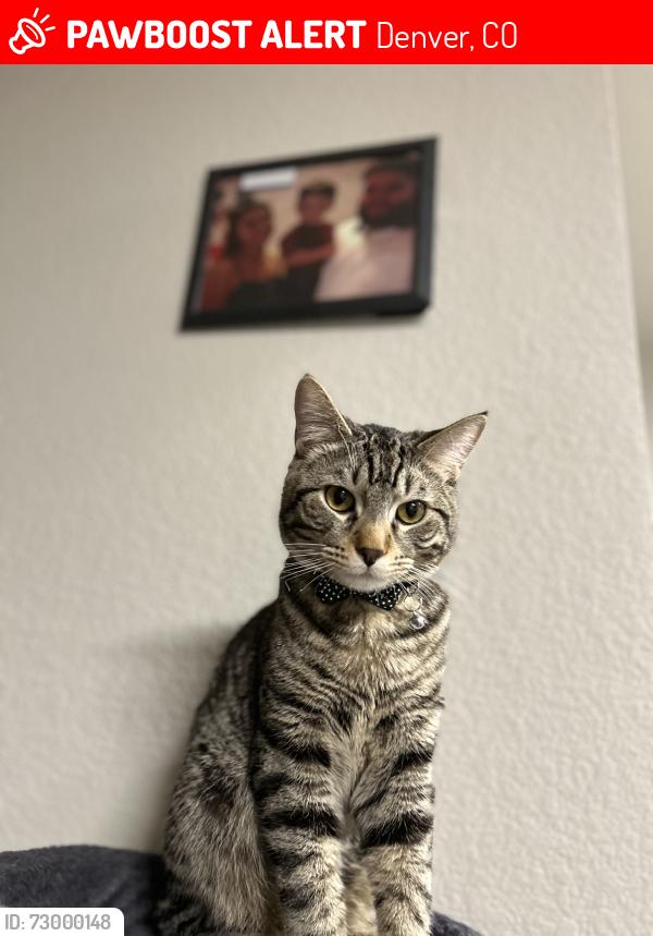 Lost Male Cat last seen 5th & federal , Denver, CO 80219