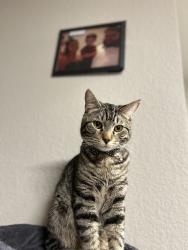 Lost Male Cat last seen 5th & federal , Denver, CO 80219
