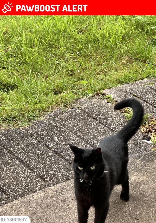 Lost Female Cat last seen All creatures vet 11bingham road , Radcliffe on Trent, England NG12