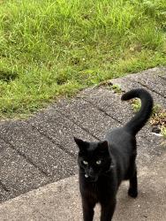 Lost Female Cat last seen All creatures vet 11bingham road , Radcliffe on Trent, England NG12