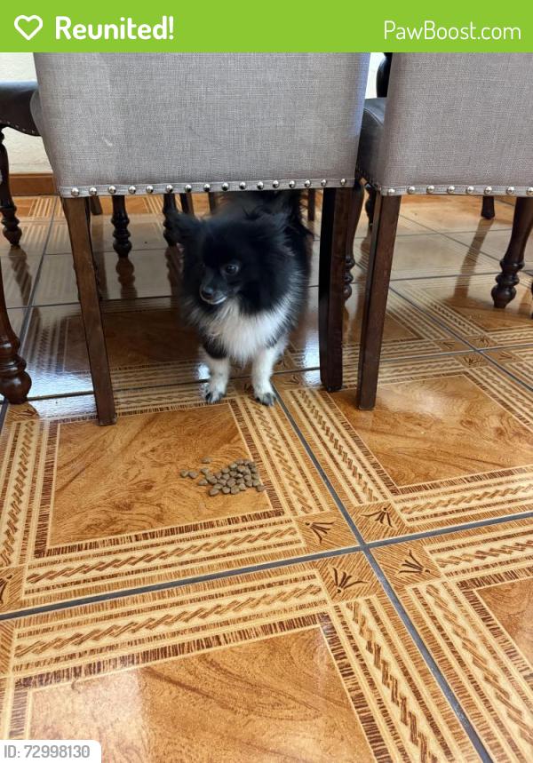 Reunited Unknown Dog last seen Sherwood park, Salt Lake City, UT 84104