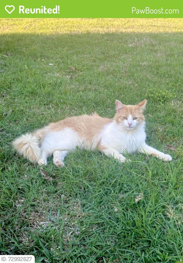 Reunited Male Cat last seen Hwy 96 and thanksgiving Fire Rd, Selma, NC 27576