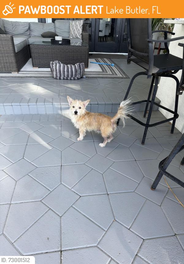 Found/Stray Male Dog last seen Lake Crescent Court and Lake Butler Boulevard, Lake Butler, FL 34786