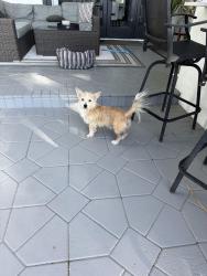 Found/Stray Male Dog last seen Lake Crescent Court and Lake Butler Boulevard, Lake Butler, FL 34786