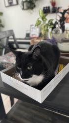 Reunited Male Cat last seen Near 75 st , Edmonton, AB T6K 2S3