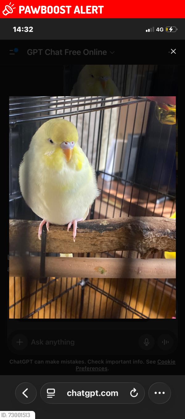 Lost Female Bird last seen Hoylake road Birkenhead , Merseyside, England 