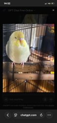 Lost Female Bird last seen Hoylake road Birkenhead , Merseyside, England 