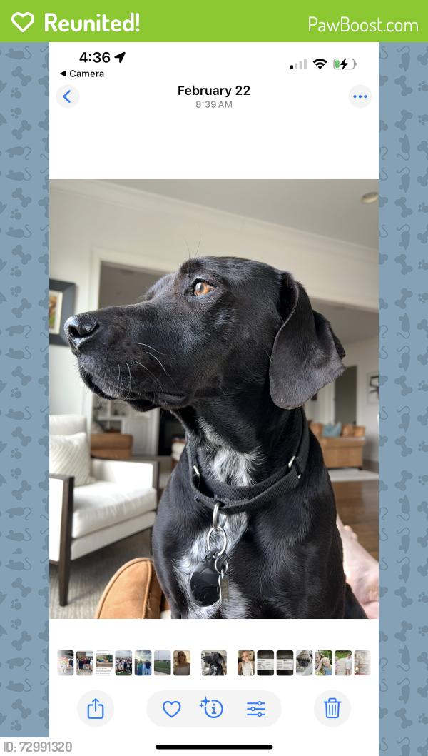 Reunited Female Dog last seen Alton and Hwy 100, Nashville, TN 37205