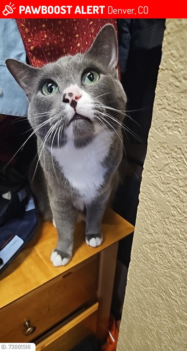 Lost Male Cat last seen 84th and Stacy, Denver, CO 80260
