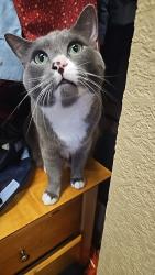 Lost Male Cat last seen 84th and Stacy, Denver, CO 80260