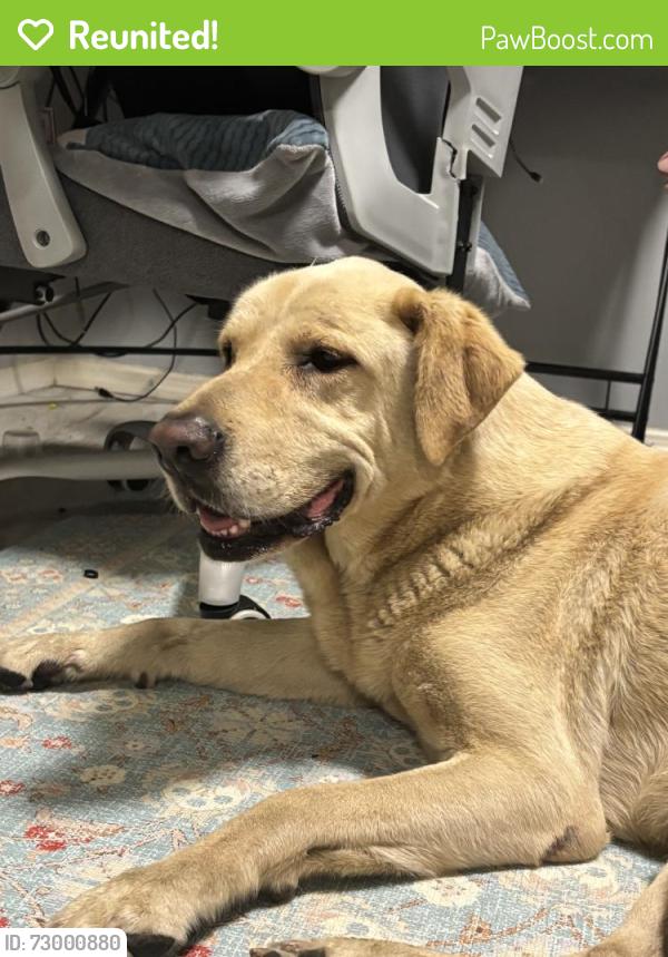 Reunited Male Dog last seen Near Bellflower Blvd, Bellflower, CA 90706, USA, Bellflower, CA 90706