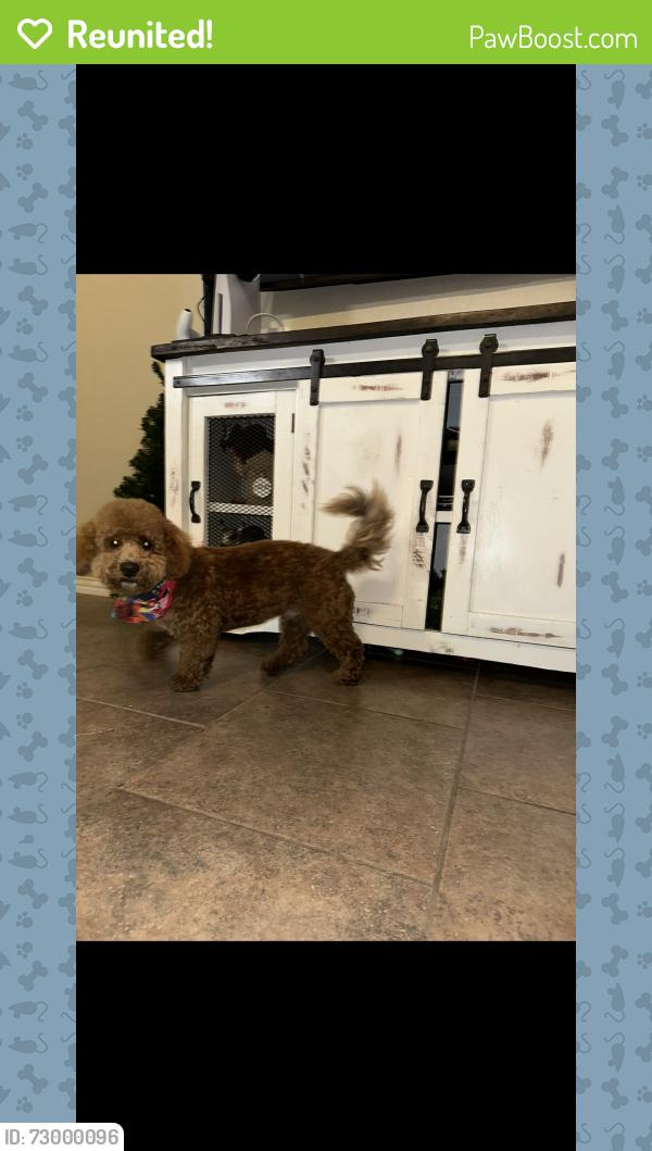 Reunited Male Dog last seen Hunters field Burleson , Burleson, TX 76028