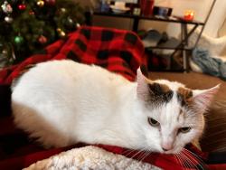 Lost Female Cat last seen High st, Mill st, E3rd Ave, Eugene, OR 97401