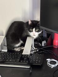 Lost Female Cat last seen Last 2806 Lee Oaks Pl Falls Church, Idylwood, VA 22042