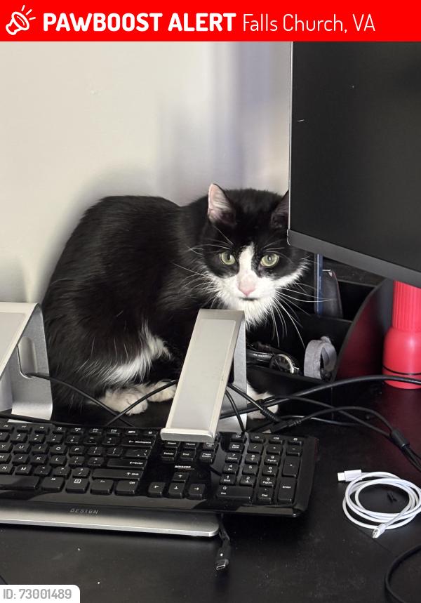 Lost Female Cat last seen Last 2806 Lee Oaks Pl Falls Church, Idylwood, VA 22042