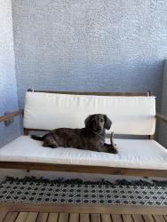 Reunited Male Dog last seen Society Inspirada , Henderson, NV 89044