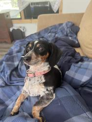 Reunited Female Dog last seen Buffalo Grove Rd Loves Park IL 61111, Loves Park, IL 61111