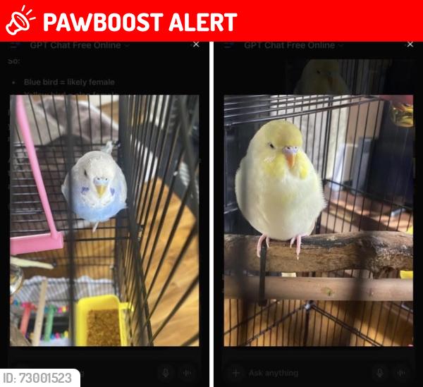 Lost Female Bird last seen Hoylake road Birkenhead , Merseyside, England 