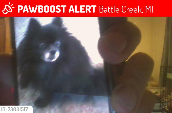 Lost Male Dog last seen North Ave and Keith Dr, Battle Creek, MI 49037