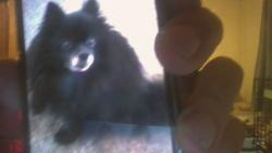 Lost Male Dog last seen North Ave and Keith Dr, Battle Creek, MI 49037