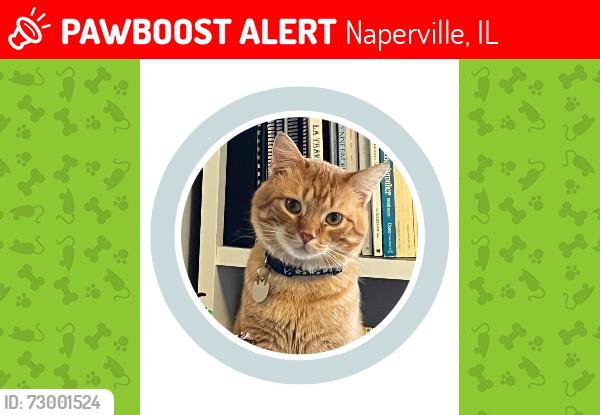 Lost Male Cat last seen Near Rio Grande Circle, Naperville, IL 60565, Naperville, IL 60565