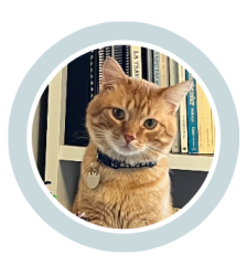 Lost Male Cat last seen Near Rio Grande Circle, Naperville, IL 60565, Naperville, IL 60565