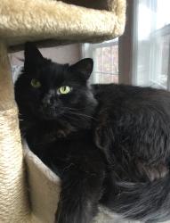 Reunited Female Cat last seen WeatherStone neighbor by Eisenhower , New Berlin, WI 53151