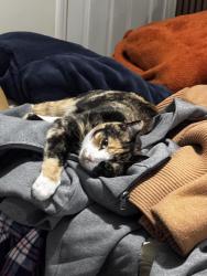 Lost Female Cat last seen Near , Douglasville, GA 30135