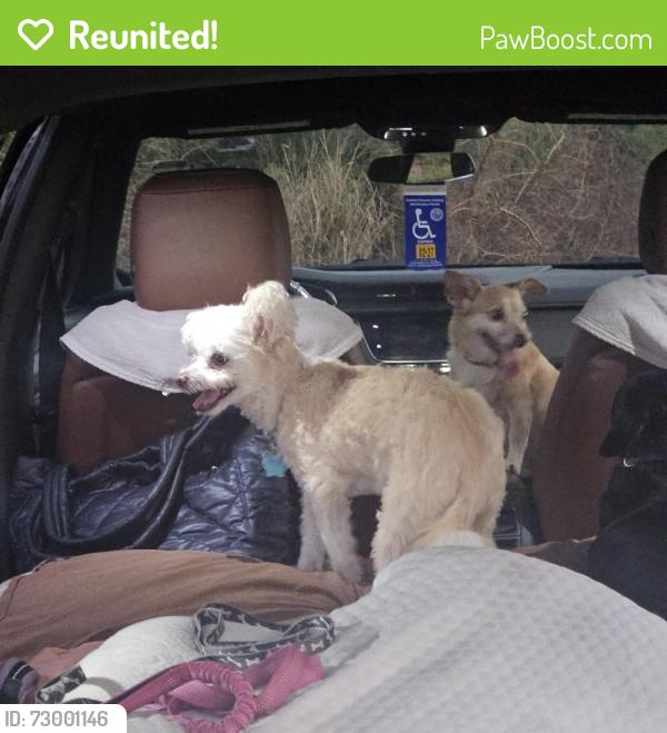 Reunited Female Dog last seen North end of salford, North Port, FL 34286