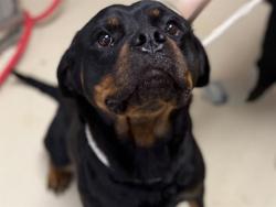 Shelter Stray Female Dog last seen Near BLOCK W SILVER SPRING DR, 3839 W Burnham St, West Milwaukee, WI 53215, USA