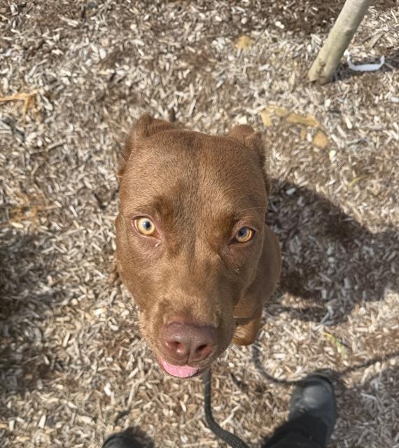 Shelter Stray Female Dog last seen Near , 2600 S Harding St, Indianapolis, IN 46221, USA