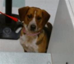 Shelter Stray Female Dog last seen Near BLOCK HERITAGE PARK RD APT 139, 2811 SE 29th St, Oklahoma City, OK 73129, USA