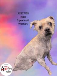 Shelter Stray Male Dog last seen , 3201 Lacy St, Los Angeles, CA 90031, USA
