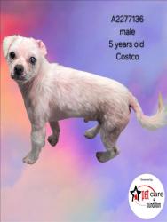 Shelter Stray Male Dog last seen , 3201 Lacy St, Los Angeles, CA 90031, USA