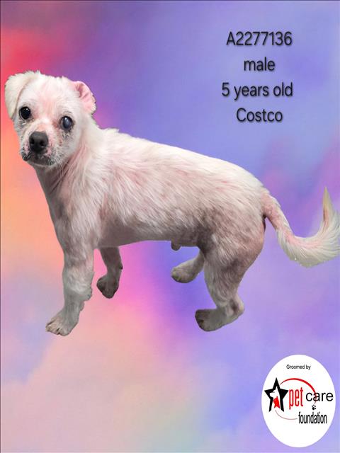 Shelter Stray Male Dog last seen , 3201 Lacy St, Los Angeles, CA 90031, USA