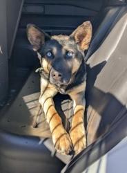 Shelter Stray Male Dog last seen Near BLOCK NORWOOD ST, DETROIT MI 48234, 7401 Chrysler Dr, Detroit, MI 48211, USA