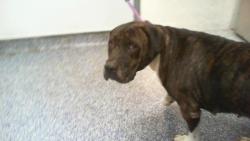 Shelter Stray Female Dog last seen CHARLOTTE, 8315 Byrum Dr, Charlotte, NC 28217, USA
