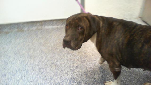 Shelter Stray Female Dog last seen CHARLOTTE, 8315 Byrum Dr, Charlotte, NC 28217, USA