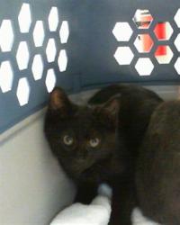 Shelter Stray Male Cat last seen CHARLOTTE, 8315 Byrum Dr, Charlotte, NC 28217, USA
